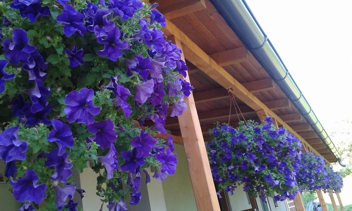 Apartments Sarika Dlhá Ves Εξωτερικό φωτογραφία